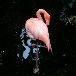 Meet your Posher, Kerry